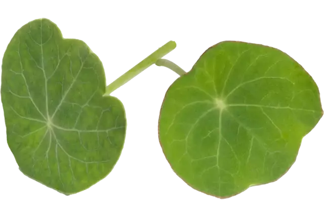 Capuchin leaf 15gr piece